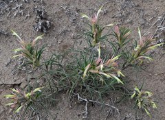 Castilleja sessiliflora