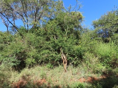 Senecio pleistocephalus