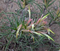 Castilleja sessiliflora