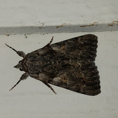 Catocala verrilliana