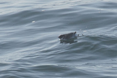 Synthliboramphus antiquus