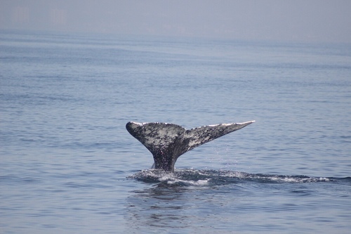 Eschrichtius robustus