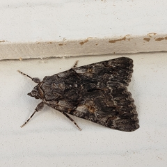 Catocala verrilliana