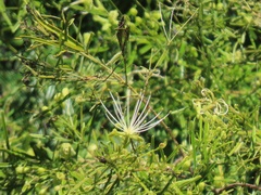 Maerua rosmarinoides