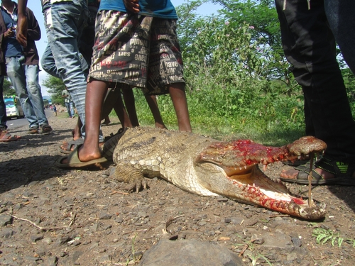 Nile Crocodile