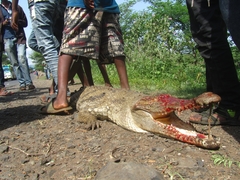 Crocodylus niloticus