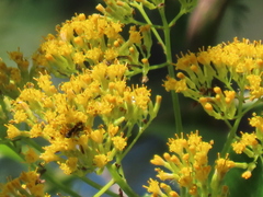 Senecio pleistocephalus