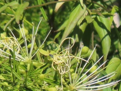 Maerua rosmarinoides