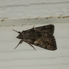 Catocala verrilliana