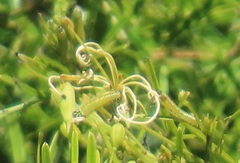 Maerua rosmarinoides