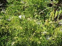 Maerua rosmarinoides