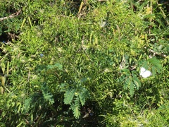 Maerua rosmarinoides