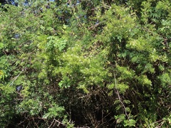 Maerua rosmarinoides