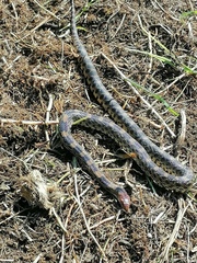 Pituophis deppei deppei