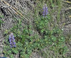 Lupinus plattensis