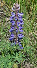 Lupinus plattensis