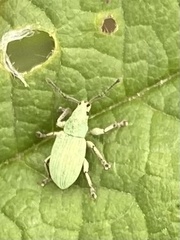 Phyllobius virideaeris