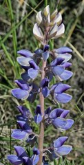 Lupinus plattensis