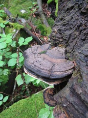 Ganoderma adspersum