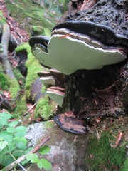 Ganoderma adspersum