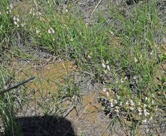 Astragalus ceramicus