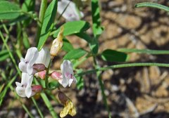 Astragalus ceramicus