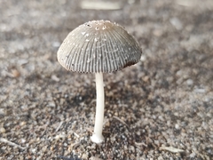 Coprinellus arenicola
