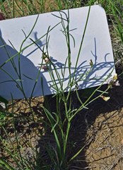 Astragalus ceramicus