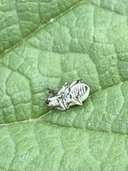 Phyllobius virideaeris