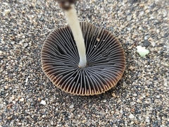 Coprinellus arenicola