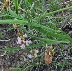 Astragalus ceramicus