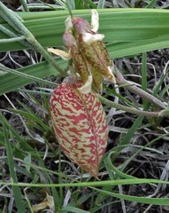 Astragalus ceramicus
