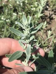 Chenopodium incanum