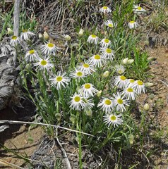 Erigeron tracyi