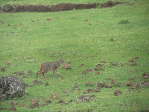 North and West African Caracal
