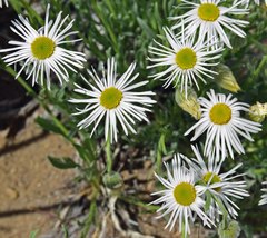 Erigeron tracyi