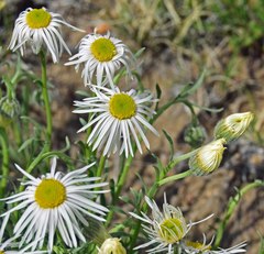 Erigeron tracyi