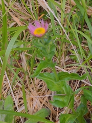Erigeron aliceae