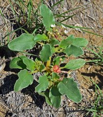 Tripterocalyx micranthus