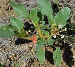 Tripterocalyx micranthus