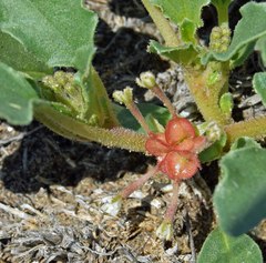 Tripterocalyx micranthus