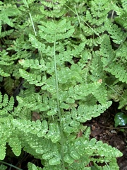 Woodsia obtusa