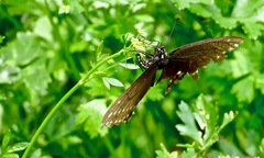 Papilio polyxenes