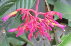 Palicourea longiflora