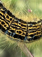 Malacosoma castrense