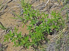 Pediomelum tenuiflorum