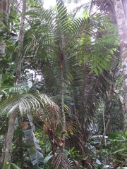 Astrocaryum aculeatum