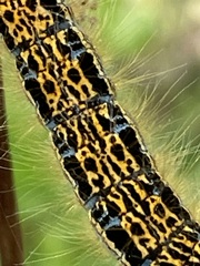 Malacosoma castrense