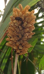 Astrocaryum aculeatum