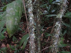 Astrocaryum aculeatum